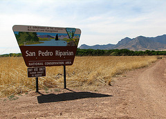 San Pedro Riparian Area