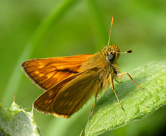 Large Skipper Butterfly