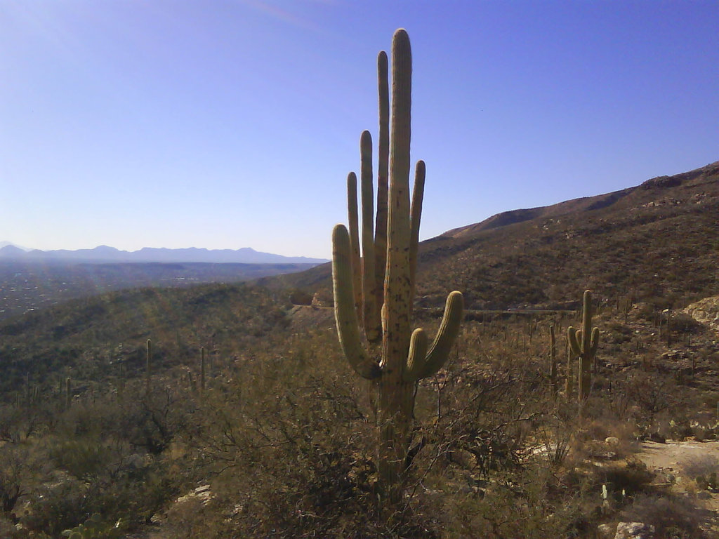 Yet another saguaro