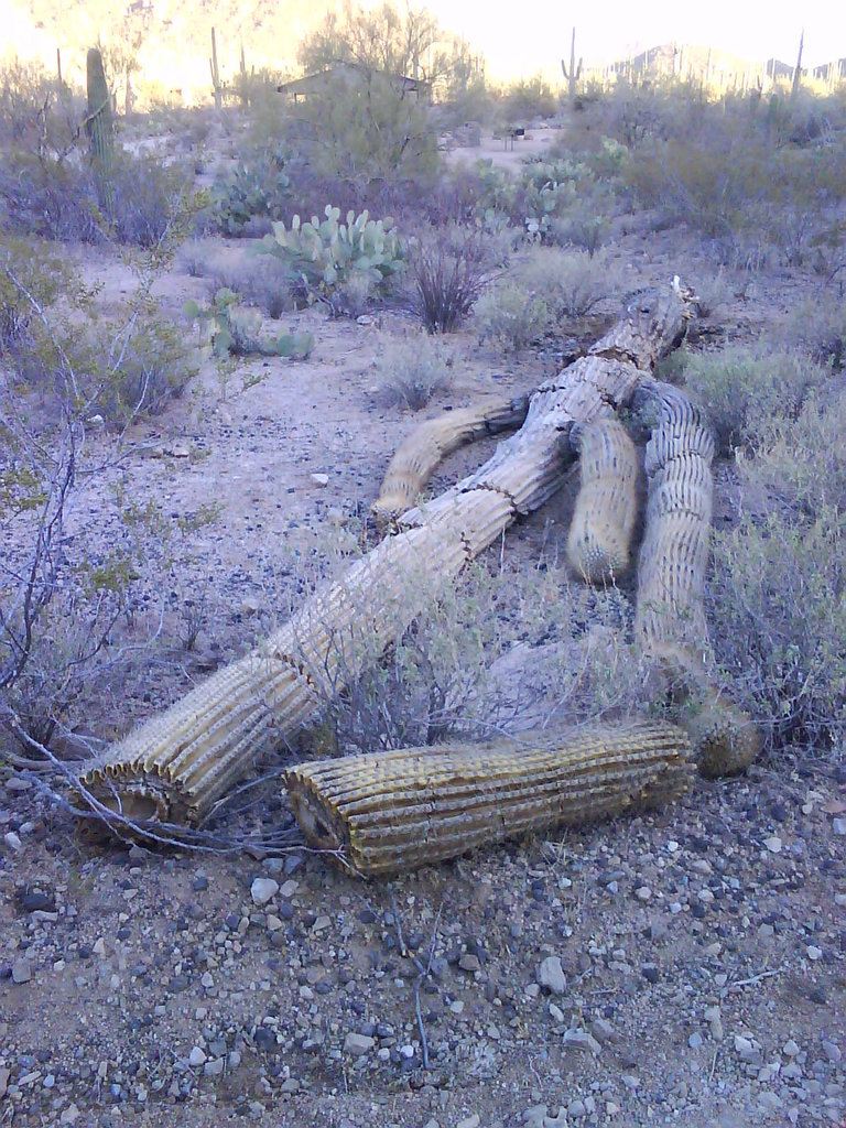 An ex-cactus