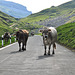 Holiday 2009 – Cows on the Klausen Pass