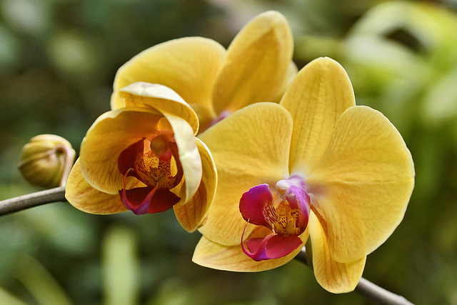 "Fairy Tale" Orchid – Phipps Conservatory, Pittsburgh, Pennsylvania
