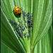 Ladybug Munchtime on a Corn Lily