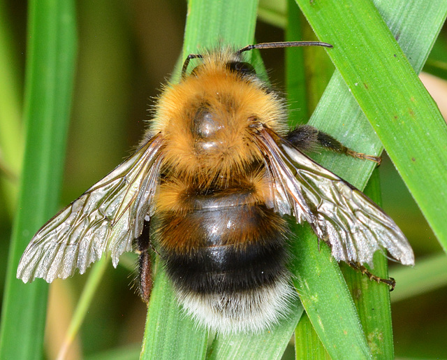 Bee.Bombus hypnorum