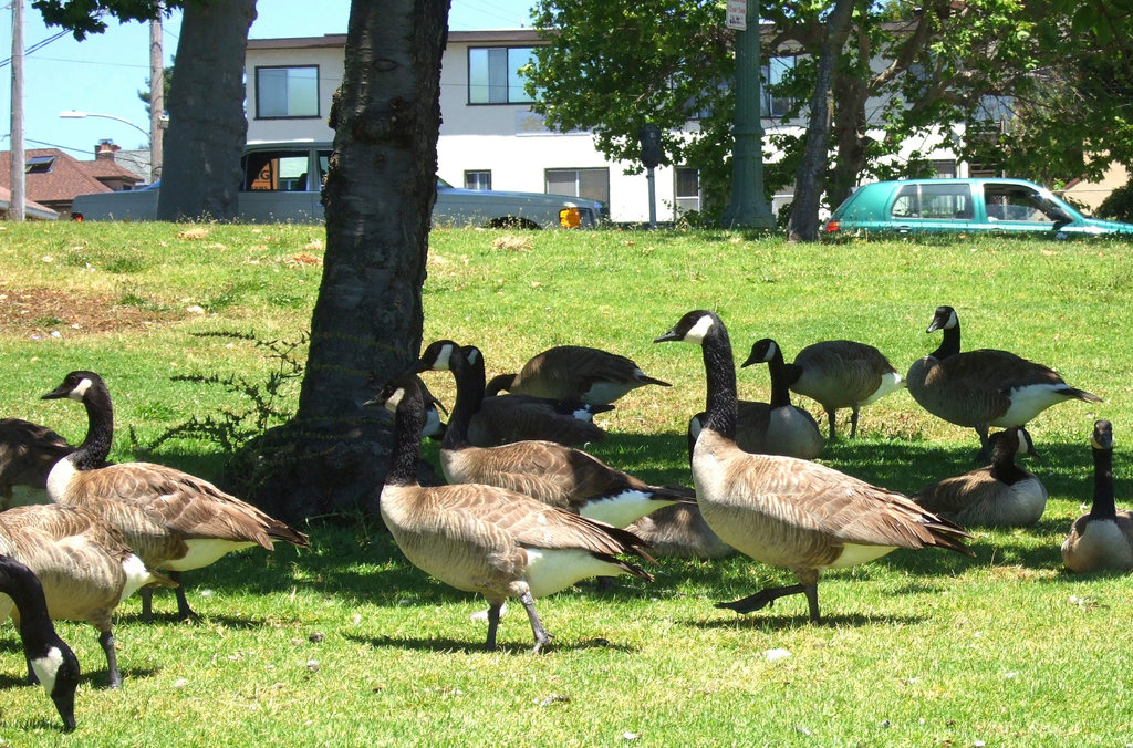 Oakland Geese