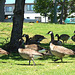 Oakland Geese