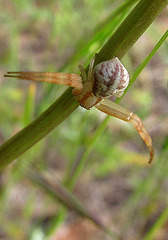Crab Spider Takes a Bow