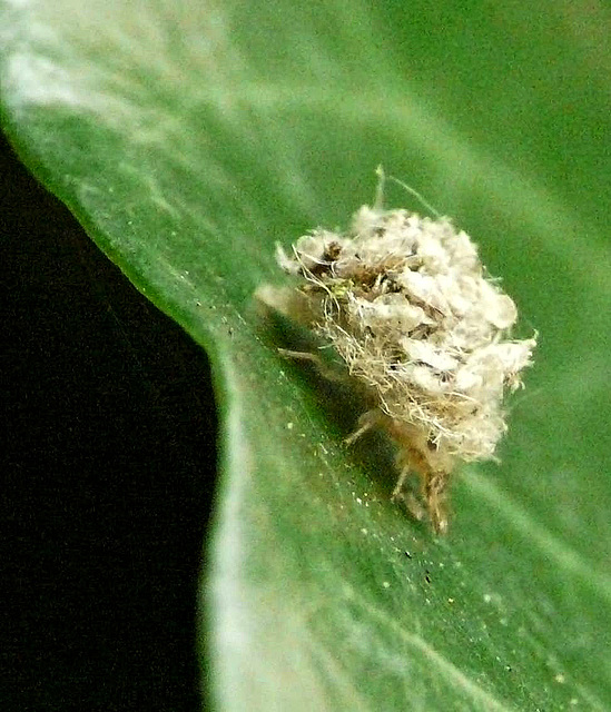 Lacewing Larvae Under Junk