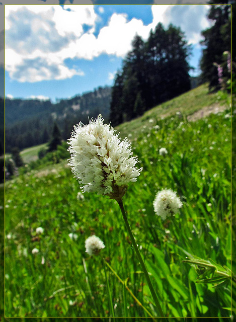 White Flower in Field