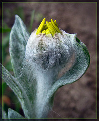 Flower Bud 2