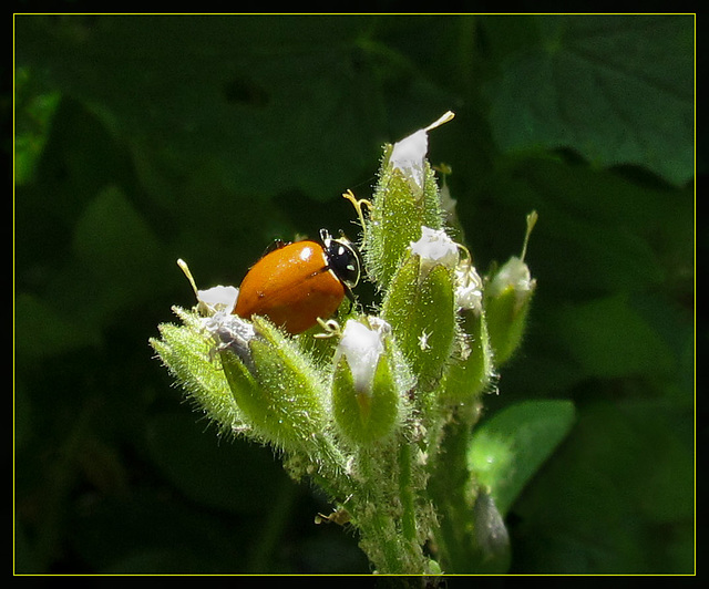 Ladybug with Faint Spotting