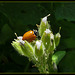 Ladybug with Faint Spotting