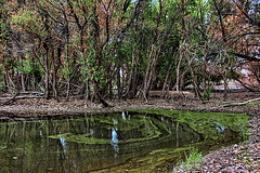 Lower Garden Canyon Pond