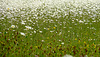 Oxeye Daisy's as Far as You Can See...