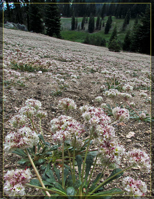 Acres of White and Pink Flowers