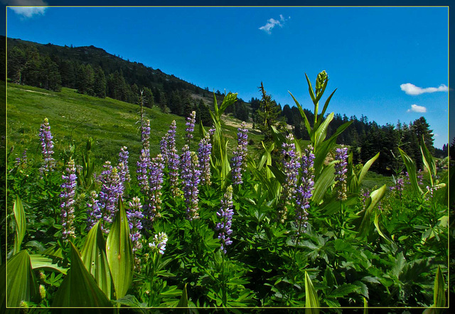 Lupines and Corn Lilies