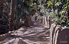Footpath through the Buraimi Oasis - August 1973 4342069310 o