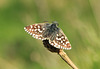 Grizzled Skipper Combe Haven