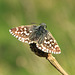 Grizzled Skipper Combe Haven