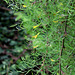 Caragana arborescens 'Walker' Pendula