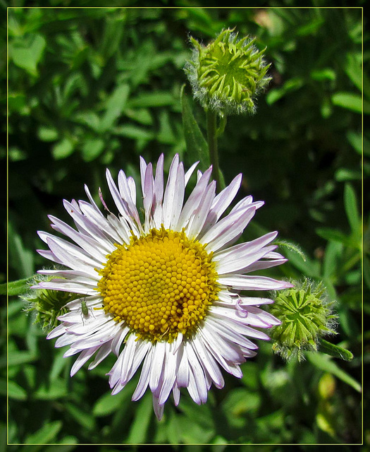 Aster with Tiny Bug