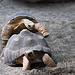 Schweinigelnde Strahlenschildkröten (Hellabrunn)