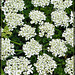 White Flower Detail