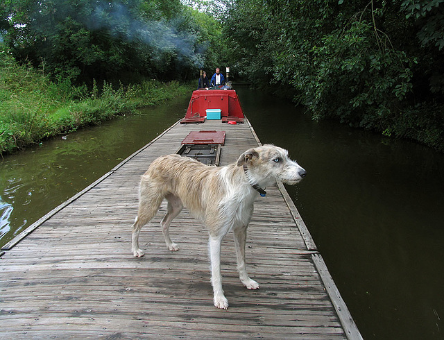 Boat dog