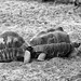 Schiebung bei den Strahlenschildkröten (Hellabrunn)