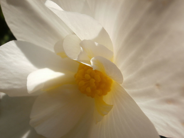 The white begonia is also gorgeous