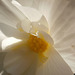 The white begonia is also gorgeous