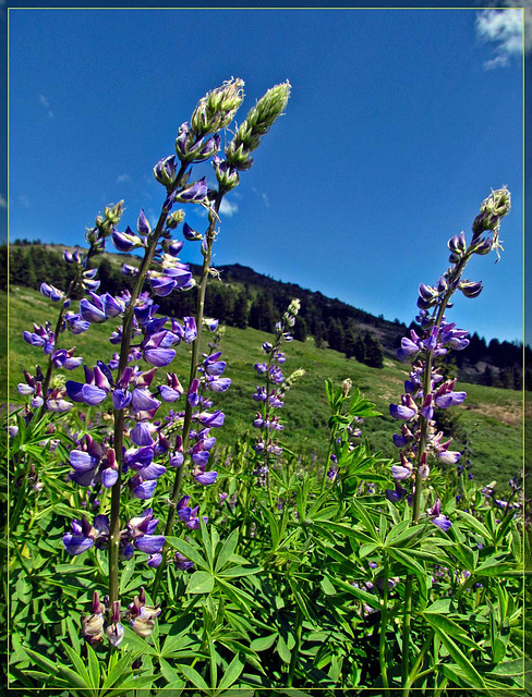 Lupines in a Meadow