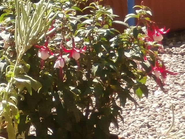 The fuschias are growing well