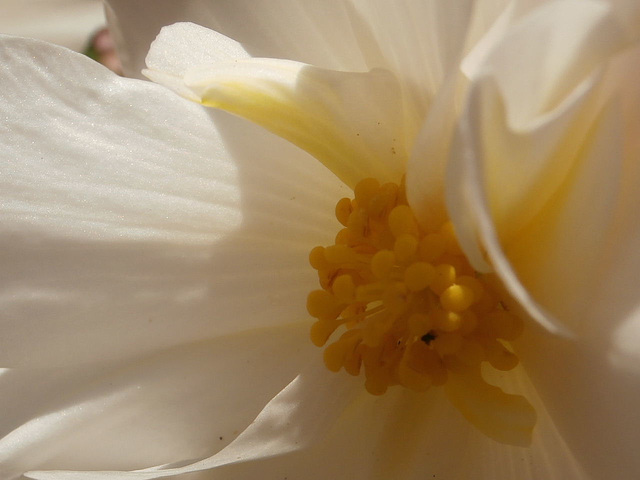 The centre of the white begonia