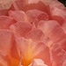 The petals of the peach begonia looks like a fan