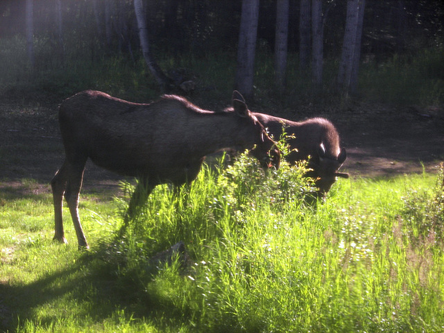 2 moose 07