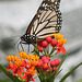 Monarch Butterfly on Butterfly Weed