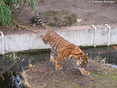 Tigerkind (Wilhelma)