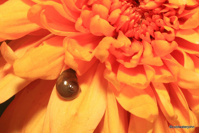 Baby snail on Chrysanthemum petals