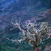 Kauai Waimea Canyon 1 Tree