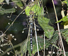 Southern Hawker -Side Full