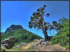 Pilot Rock with Mossy Tree