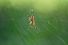 On The Web