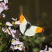 Orange-tip Butterfly