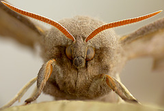 Poplar Hawk-moth Face