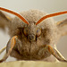 Poplar Hawk-moth Face