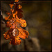 Firey Oak Leaf Skeleton