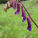 Hairy Vetch Covered with Droplets