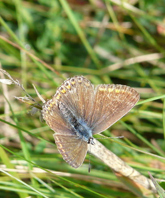 Common Blue -Female