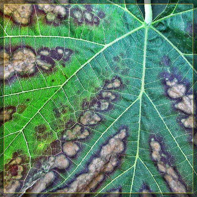 Grape Leaf Abstract